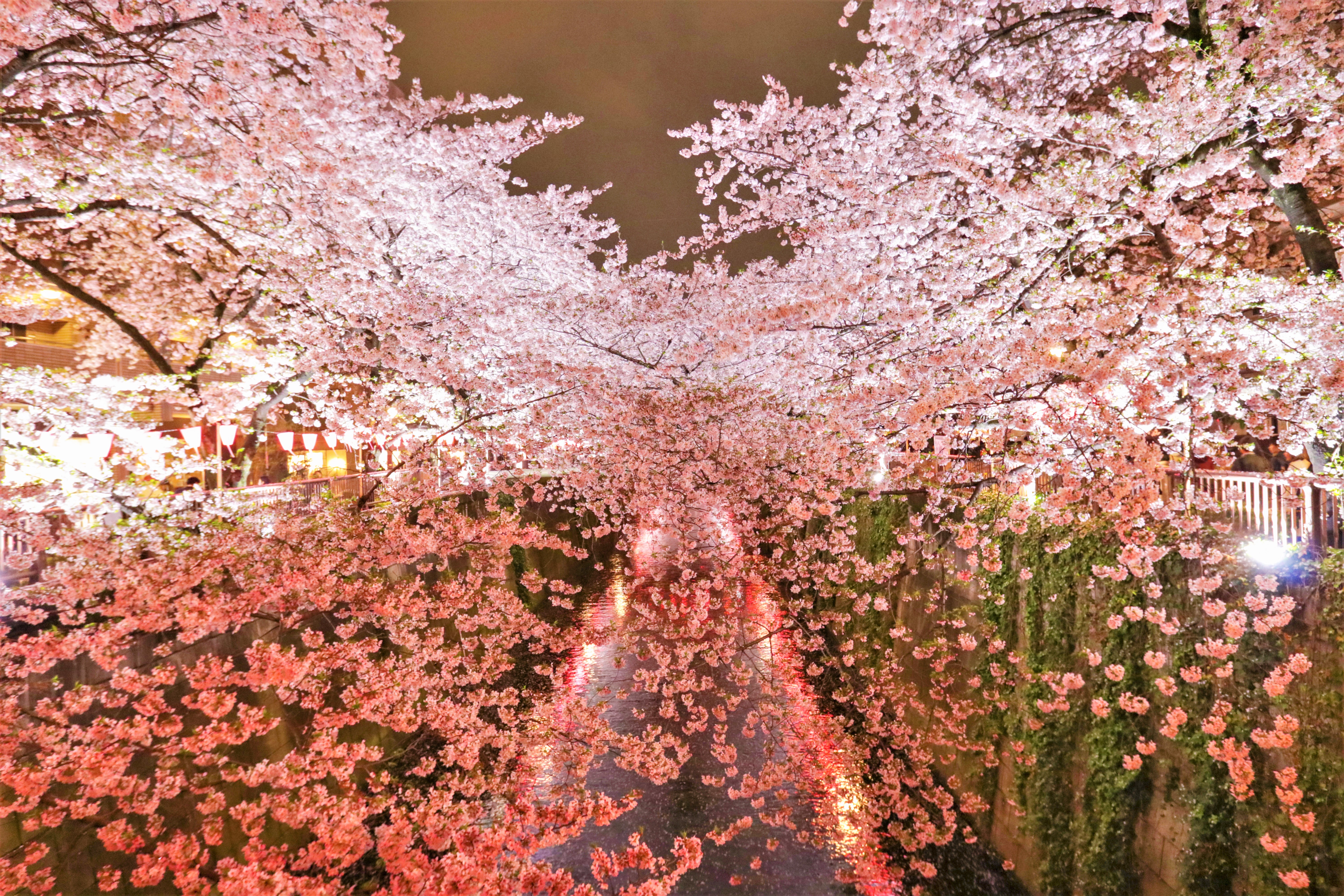 東京お花見 目黒川 桜 ライトアップ