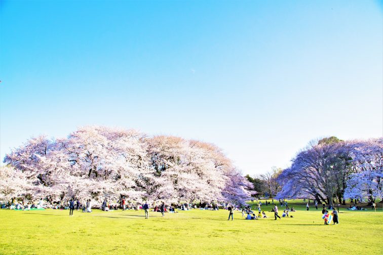 東京 お花見人気ランキング 砧公園