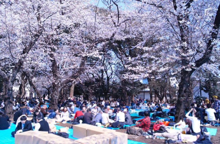 東京 お花見 桜 名所