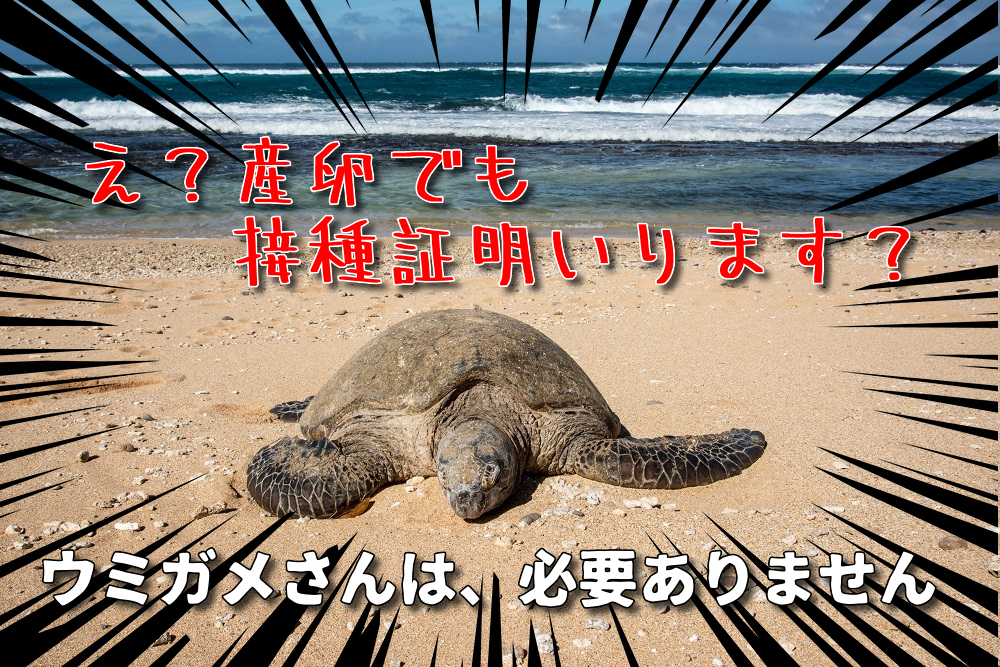 ハワイ旅行いつから行ける コロナ後の入国方法と航空券 ツアー最新情報 10月30日更新 トラベルスタンダードジャパン