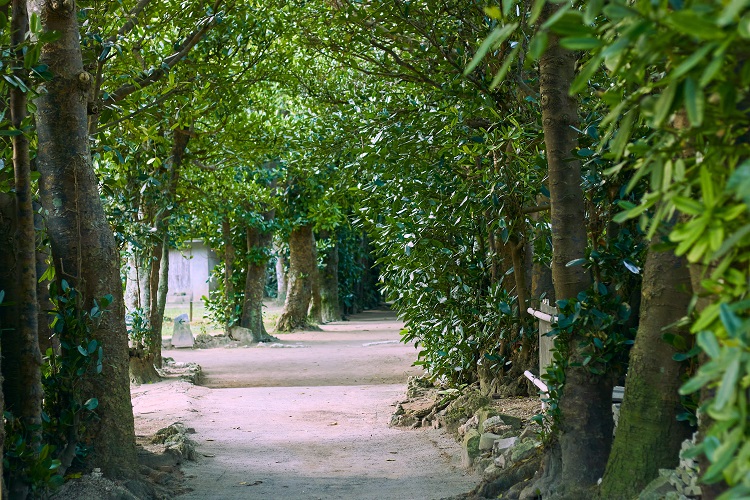 沖縄　備瀬のフクギ並木