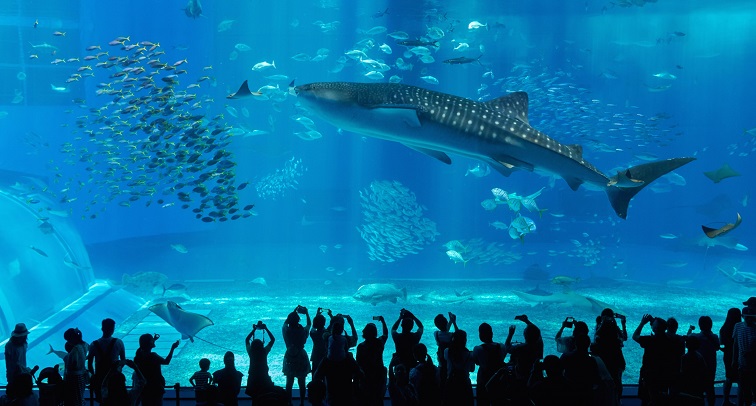 沖縄　美ら海水族館