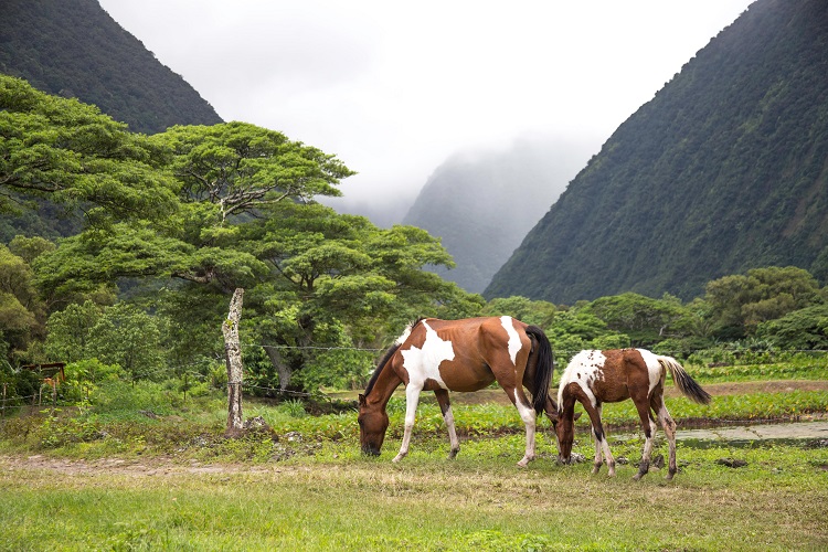 ハワイ　乗馬体験