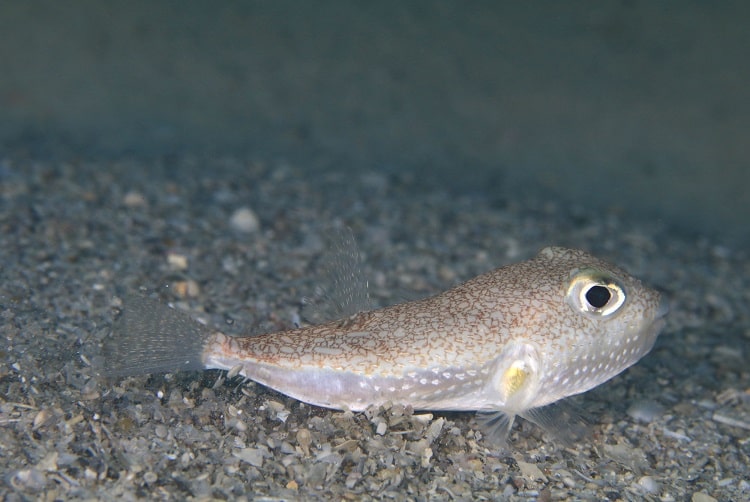 奄美大島でダイビング おすすめのダイビングポイントやダイビングショップは トラベルスタンダードジャパン