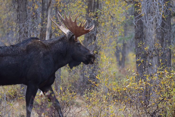公園内でヘラジカなどの野生動物と遭遇することも