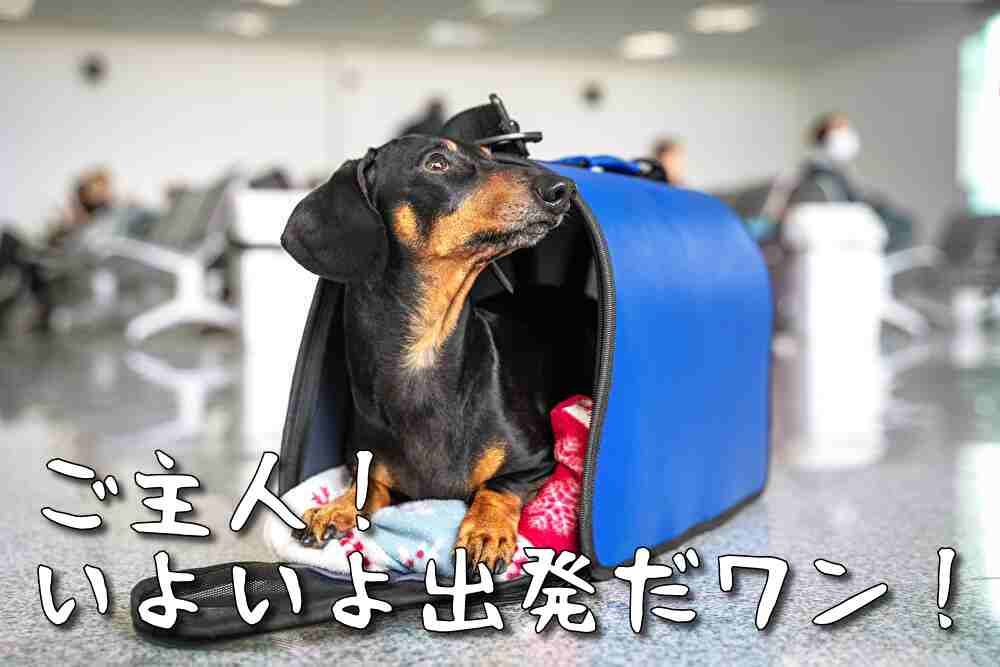 犬と海外旅行！飛行機同席可能な韓国ツアーがすごすぎた