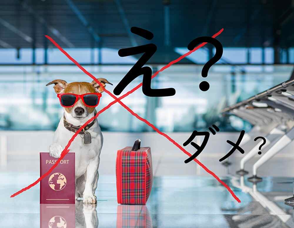 犬と海外旅行！飛行機同席可能な韓国ツアーがすごすぎた