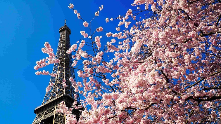 フランスベストシーズン パリの桜