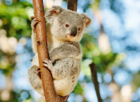 ゴールドコースト　人気オプショナルツアー3