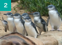 メルボルン　人気オプショナルツアー2