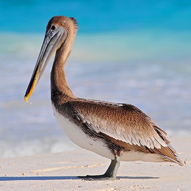 シアンカーンのペリカン