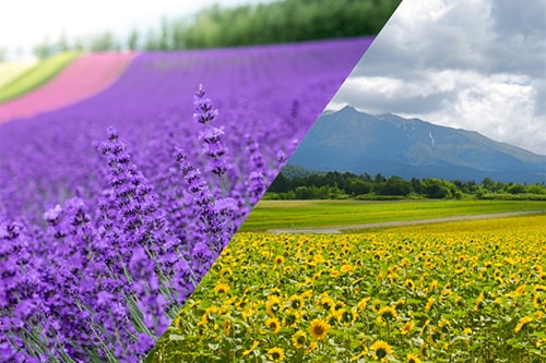 富良野ナチュラクスホテル