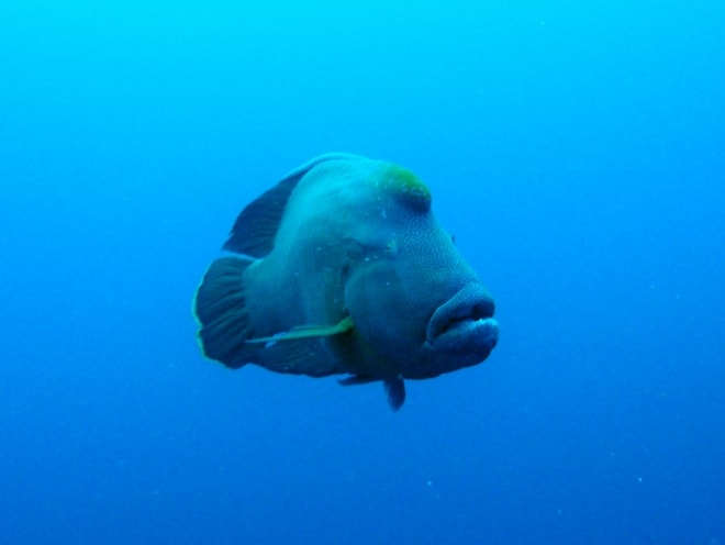 ナポレオンフィッシュ