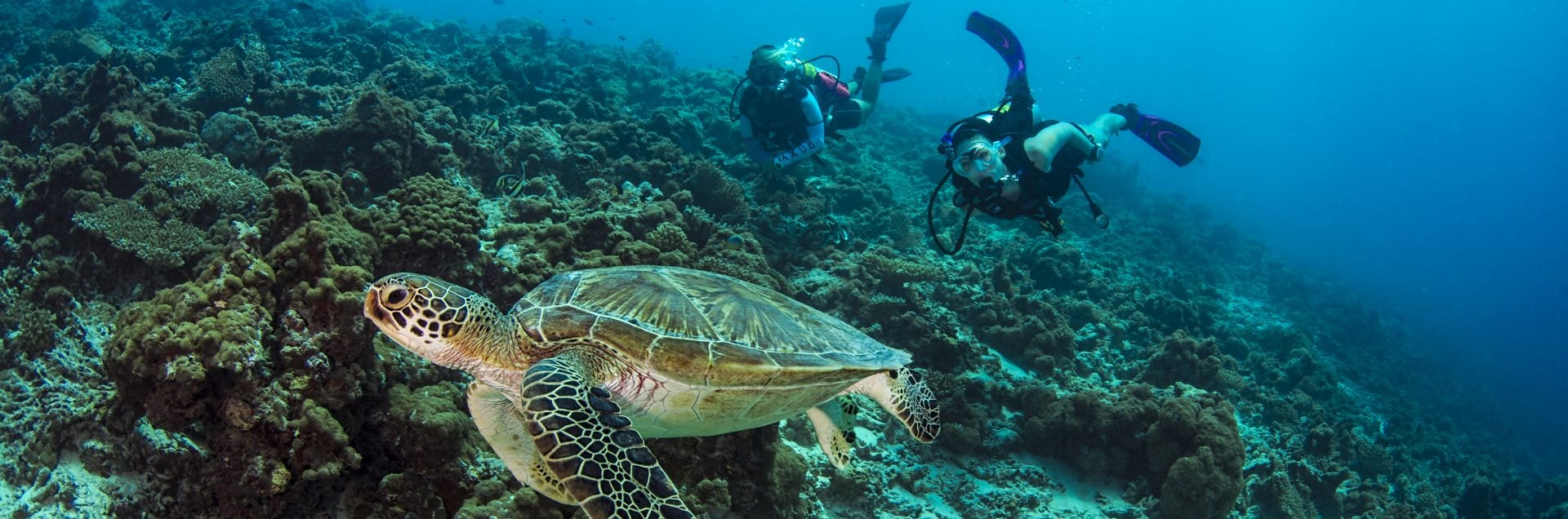 モルディブ ダイビング情報＆おすすめツアー