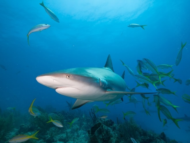 フィッシュ・ヘッド（アリ環礁）