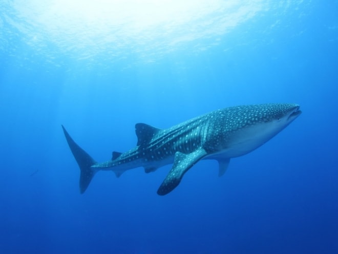 マーミギリ・ベル（アリ環礁）