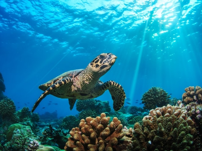 アンガガ・ティラ（アリ環礁）