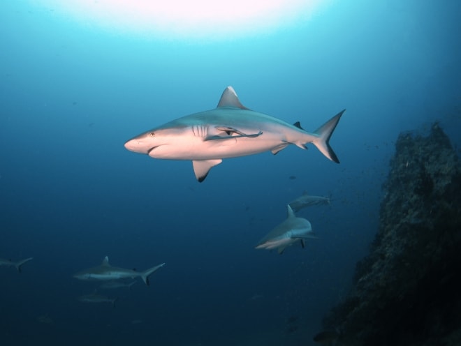 オールド・シャークポイント（北マーレ）