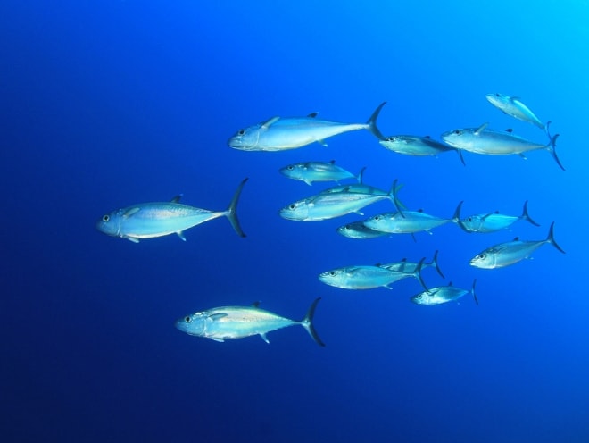 キャニオン（南マーレ）