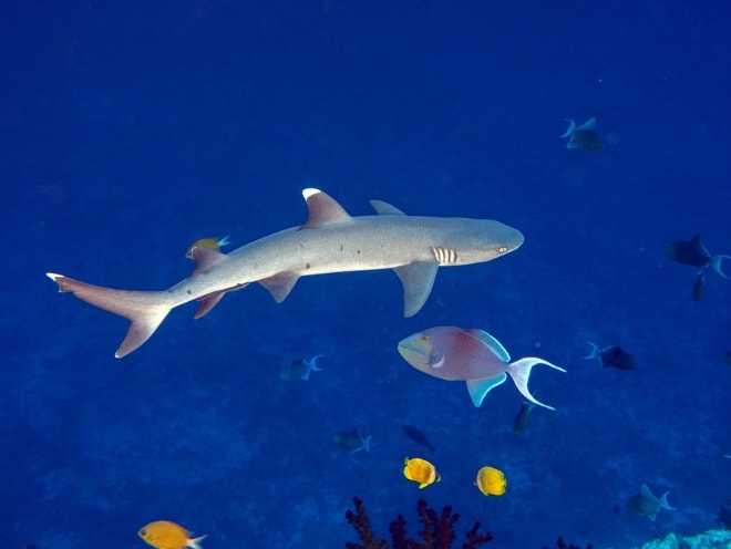 ミヤル・ファル（南マーレ）