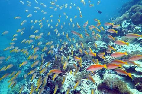 プーケットダイビング／イメージ