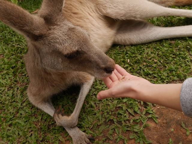 動物園でワラビーと触れ合い！！