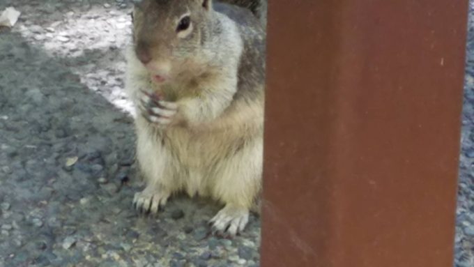 ヨセミテ国立公園のリス