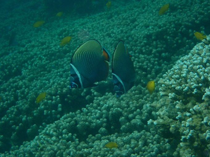 海の中も綺麗でした