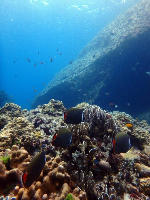 ラチャヤイ島の熱帯魚！