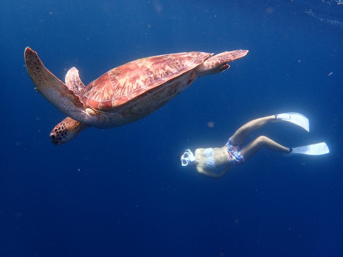 海ガメがこんなに近くに！