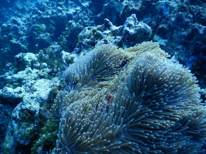 透明度が高いグアムの海