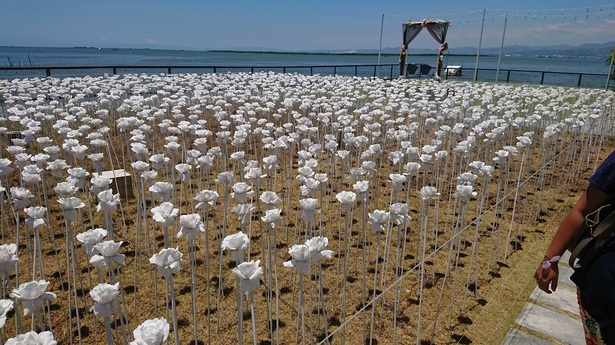 白い薔薇が一面に