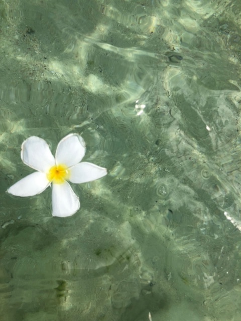 海に浮かぶブーケンビリア