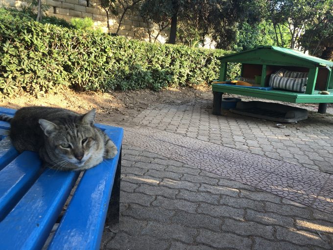 セントジュリアンズの公園。ネコ専用の家やエサやり場が島のいたるところに設けられていました。