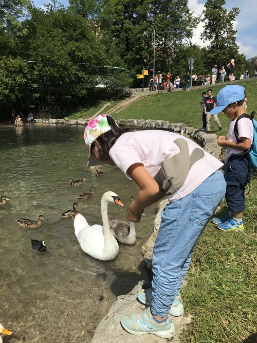 アルプ湖の白鳥にエサ