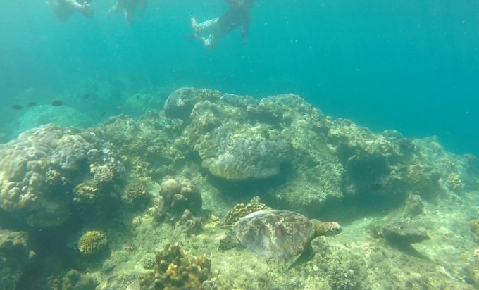 海がめに遭遇！