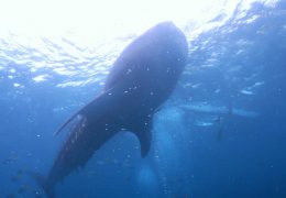 whale shark in Cebu