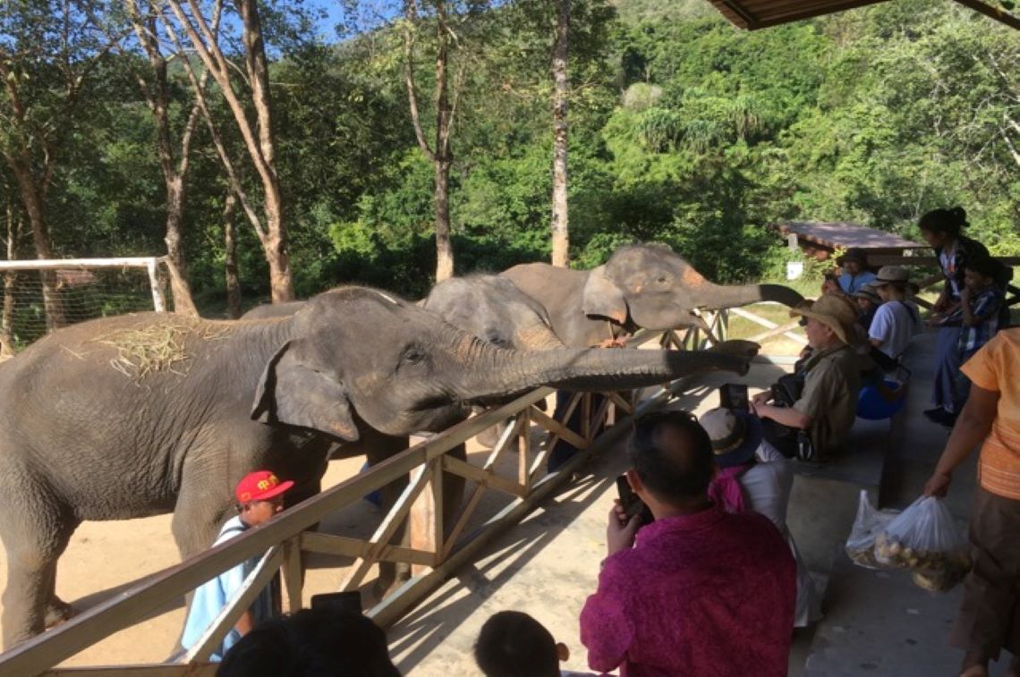 象を間近で見られました!