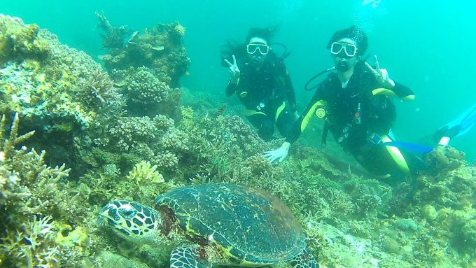 ダイビング、海ガメと一緒に！