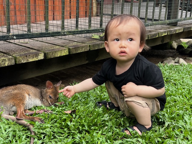 ワラビーと触れ合いました!