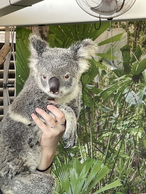 コアラ抱っこできました♪