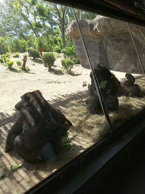 ゴリラがいっぱい！