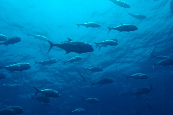 美しいヒルトゥガン島の海の中