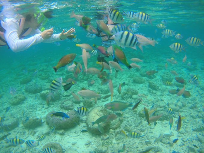 透明度の高い海の中