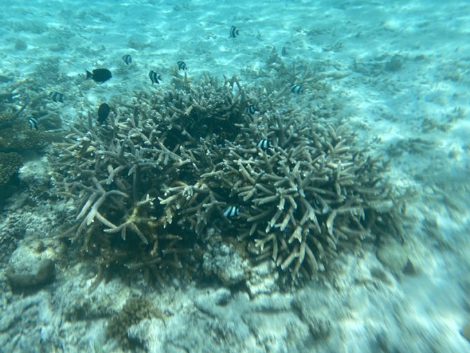 透明度の高い海の中