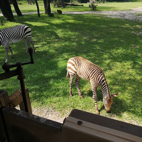 本物の動物を近くで見れたのでよかったです！