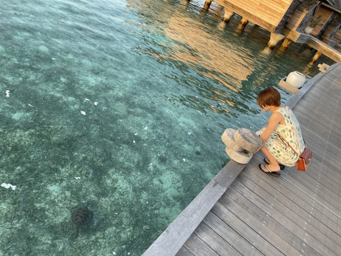 ウミガメをこんなに近くで見れて感動してる所！