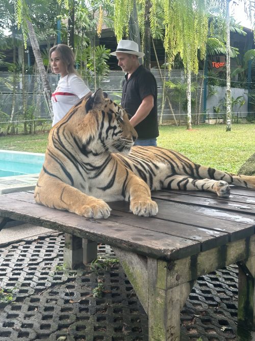 タイガーパーク