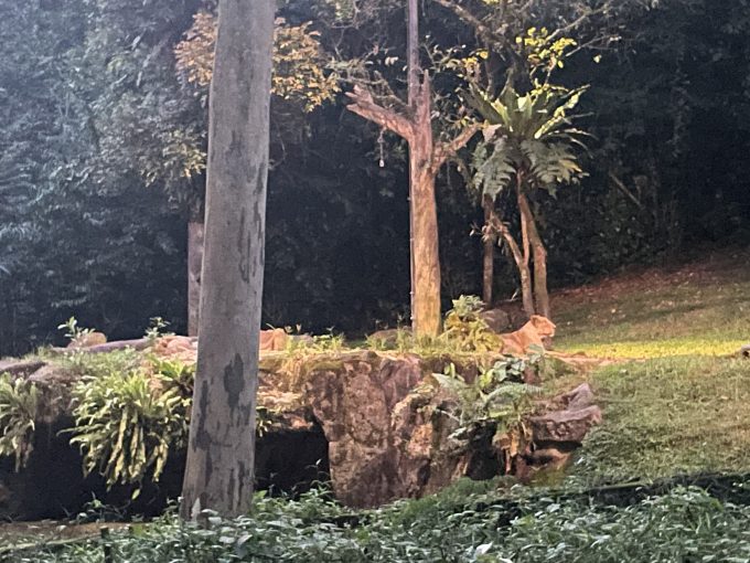 ナイトサファリにてトラムの中から