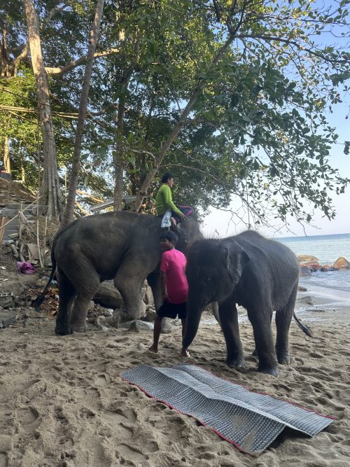 エレファントスイム